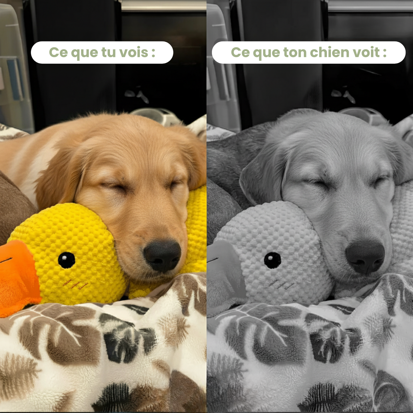 Trezio™ – Le Canard Anti-Stress Que Tous Les Chiens Adorent